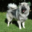 German Wolfspitz